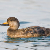 Black Scoter